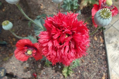 Papaver somniferum Paeoniiflorum Group red