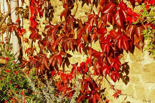 Parthenocissus quinquefolia