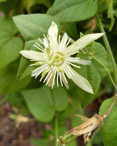 Passiflora capsularis Vanilla Cream