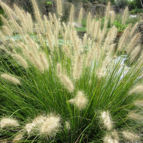 Pennisetum alopecuroides