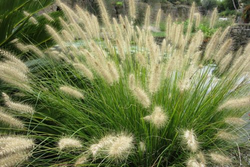 Pennisetum alopecuroides Hameln