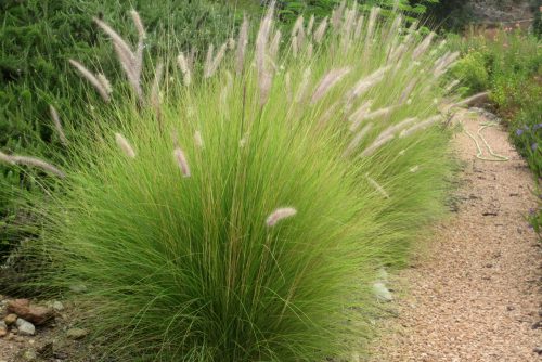 Pennisetum orientale Karley Rose