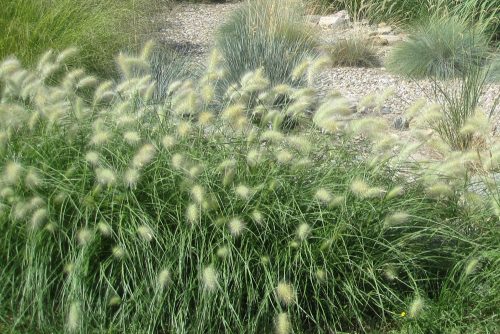 Pennisetum villosum