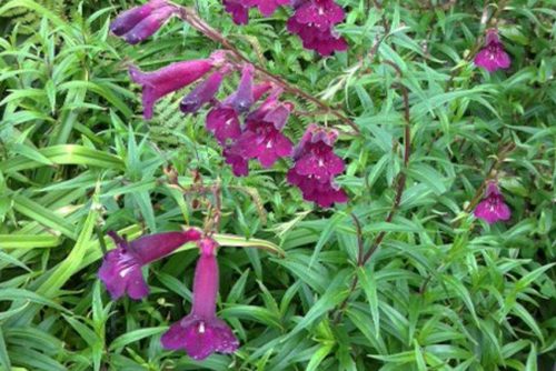 Penstemon cultivars