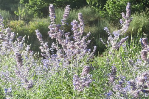 Perovskia Blue Spire