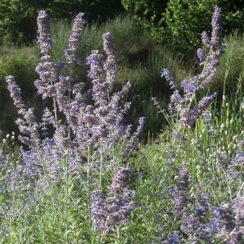 Perovskia atriplicifolia ‘Blue Spire’