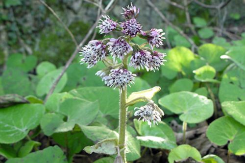 Petasites fragrans
