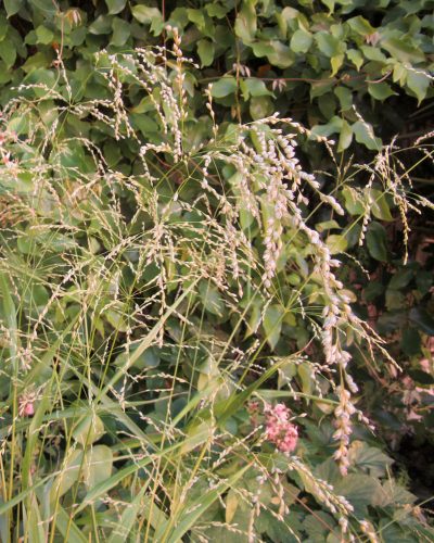 Phaenosperma globosa