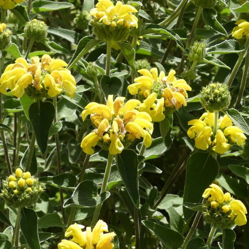 Phlomis fruticosa
