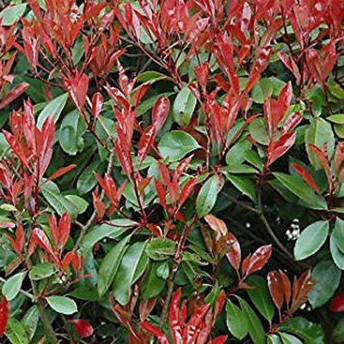 Photinia x fraseri Red Robin
