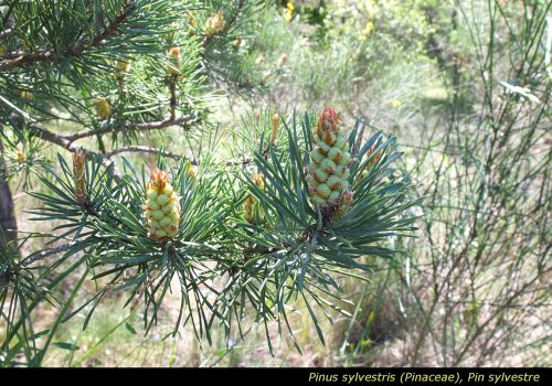 Pinus sylvestris