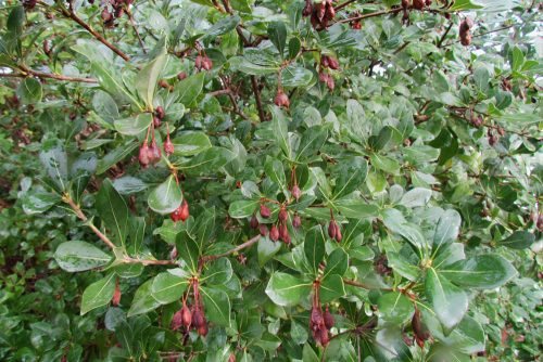 Pittosporum heterophyllum