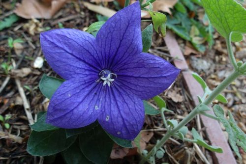 Platycodon grandiflorus