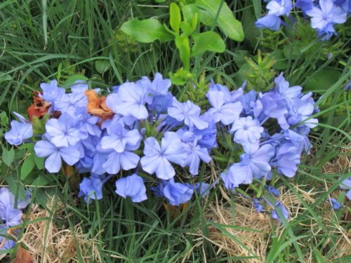 Plumbago auriculata