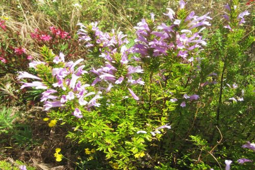 Poliomintha longiflora
