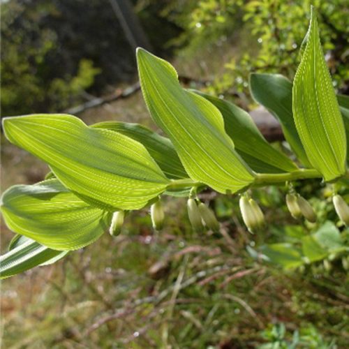Polygonatum biflorum