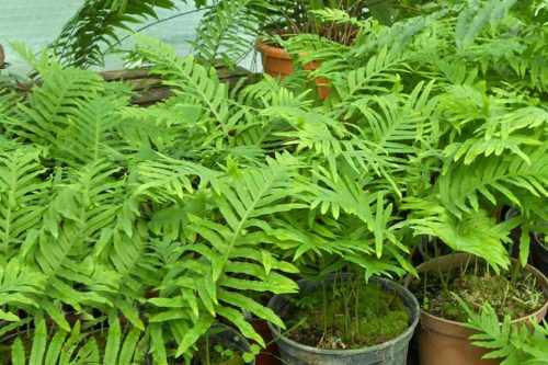 Polypodium cambricum