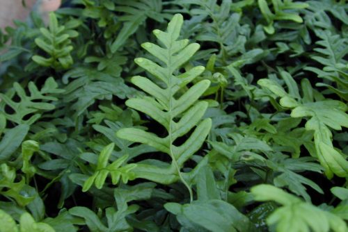 Polypodium vulgare