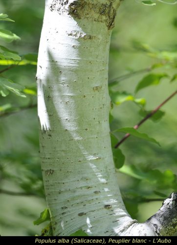 Populus alba
