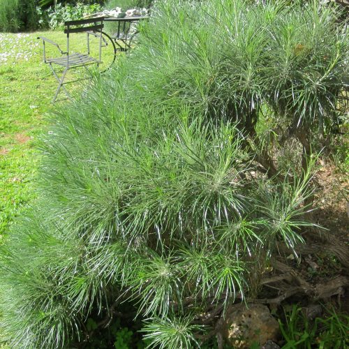 Ptilostemon chamaepeuce