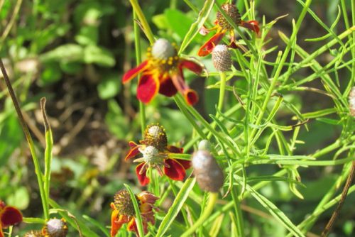 Ratibida columnifera