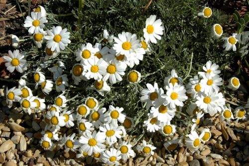 Rhodanthemum hosmariense