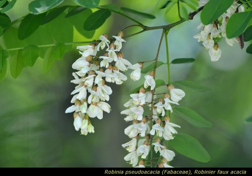 Robinia pseudoacacia