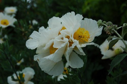 Romneya coulteri