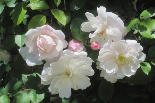 Rosa Adelaide dOrleans