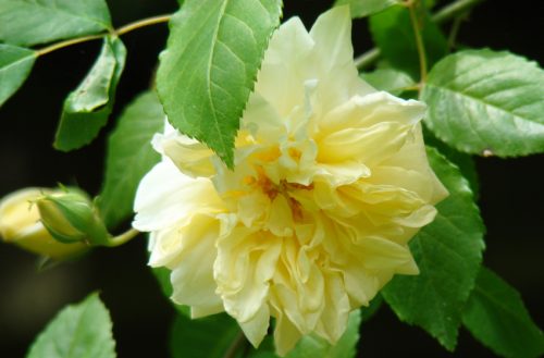 Rosa Alister Stella Gray