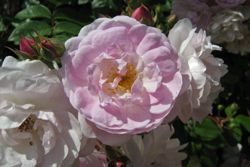 Rosa Blush Noisette