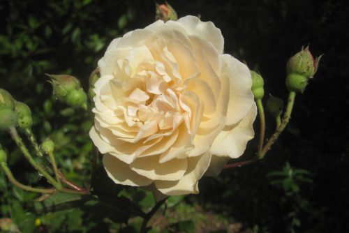 Rosa Buff Beauty