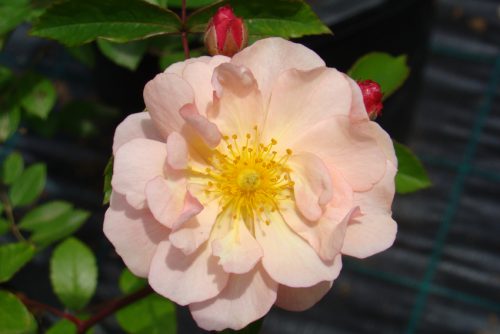 Rosa Cornelia