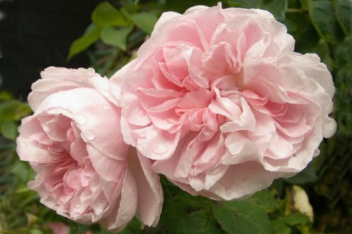 Rosa Fantin Latour