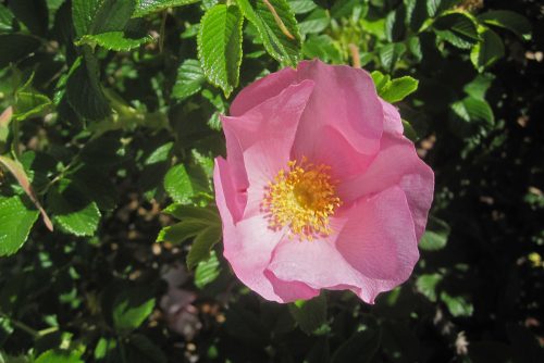 Rosa Fru Dagmar Hastrup