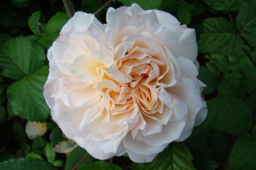 Rosa Gruss an Aachen