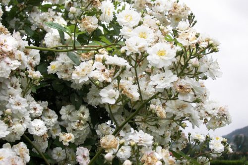 Rosa Guirlande dAmour