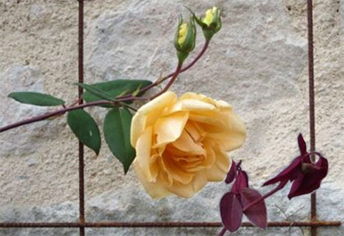 Rosa Lady Hillingdon