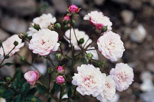 Rosa Little White Pet
