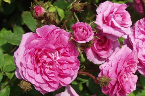 Rosa Maréchal Davoust