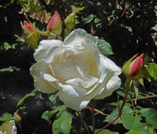 Rosa Mme Alfred Carrière