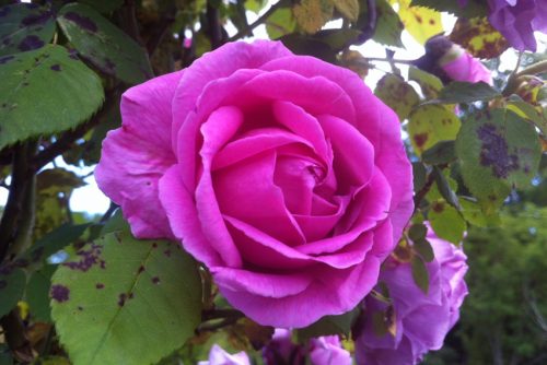 Rosa Mme Isaac Pereire