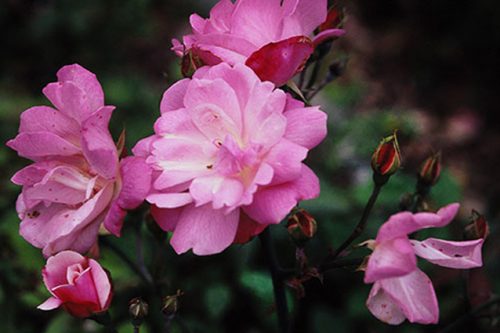 Rosa Old Blush China