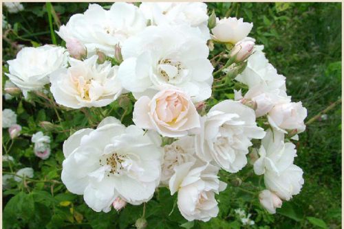 Rosa Pauls Himalayan Musk