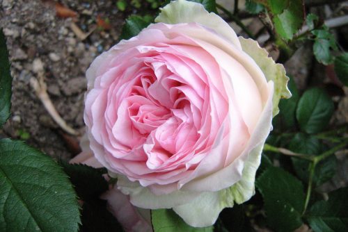 Rosa Pierre de Ronsard