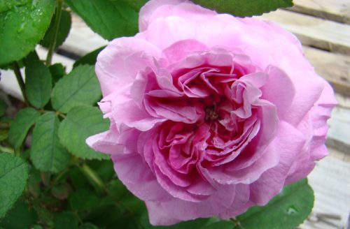 Rosa Président de Sèze