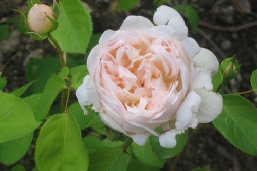 Rosa Queen of Sweden