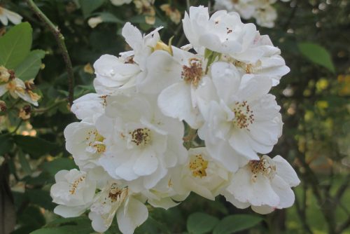Rosa Rambling Rector