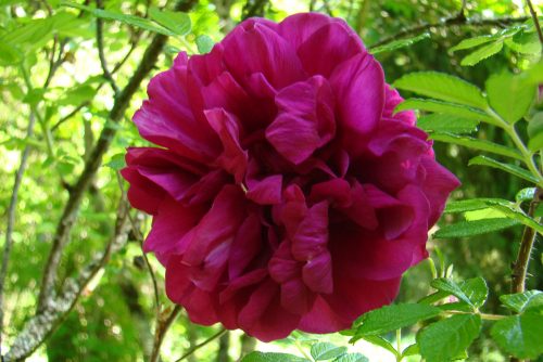 Rosa Roseraie de lHay