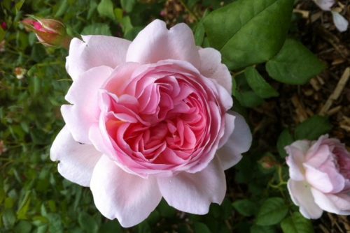 Rosa Scepterd Isle